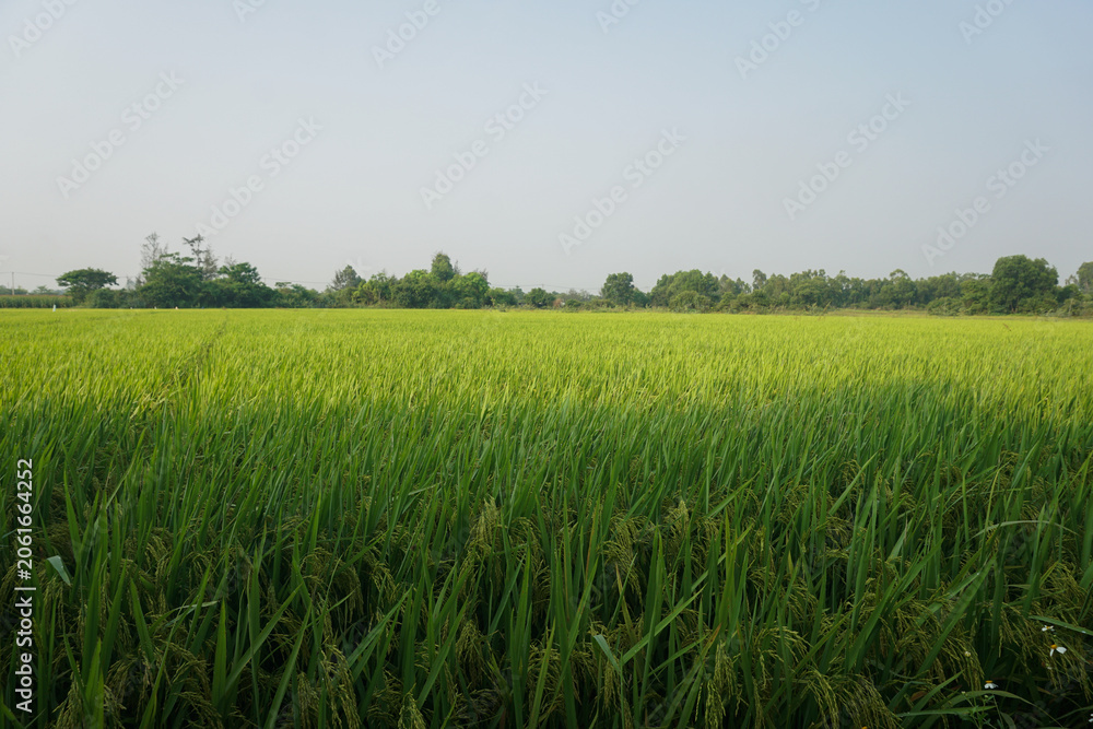Obraz premium Green fields with ripening Asian rice in the early morning.