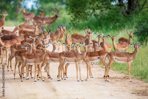 Photos A large herd of alert impalas standing on a dirt road in the bushveld of Kruger National Park, South Africa