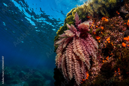 The red algae Aspaagopsis photographed on the Mediterranean seabed