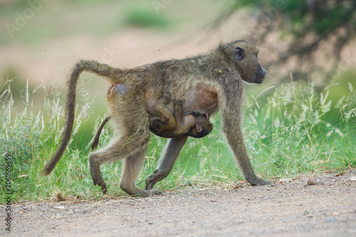 Foto Female chacma baboon carrying her small infant clinging to her belly in Kruger National Park, South Africa