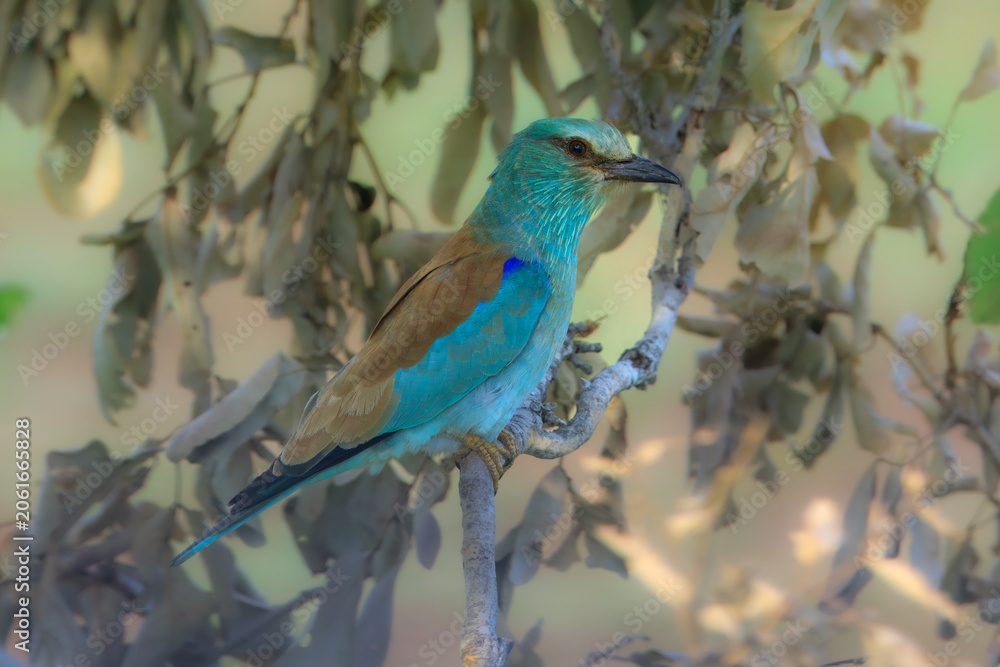 Obraz premium A colorful European roller perched on a bare branch in Kruger National Park, South Africa.