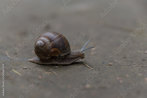 фотографія A close-up of a brown garden snail moving slowly on a textured surface