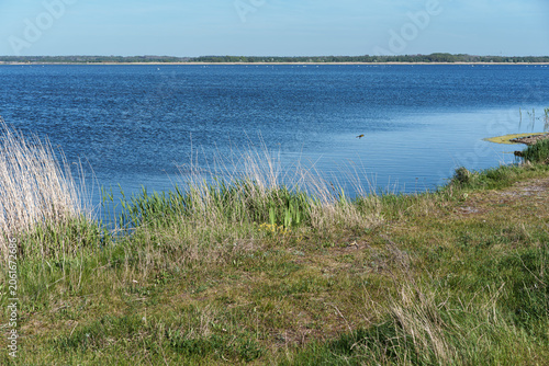 Scenic View of Liepaja Lake Shoreline with Reeds and Flying Bird in Latvia