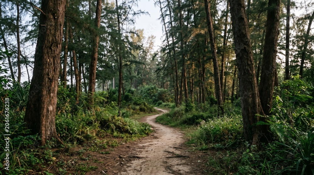 Fototapeta premium A serene, winding dirt path carved through a lush tropical pine forest with tall trees and dappled sunlight filtering through the canopy, creating a peaceful woodland scene for hiking.