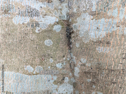 Abstract natural tree bark texture background with lichen spots and vertical cracks. Rough organic wood surface backdrop for graphic design copy space.