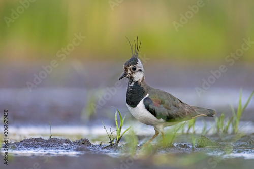 A high-quality, sharp wildlife photograph of an adult Northern Lapwing (Vanellus vanellus) walking in a natural wetland environment. 