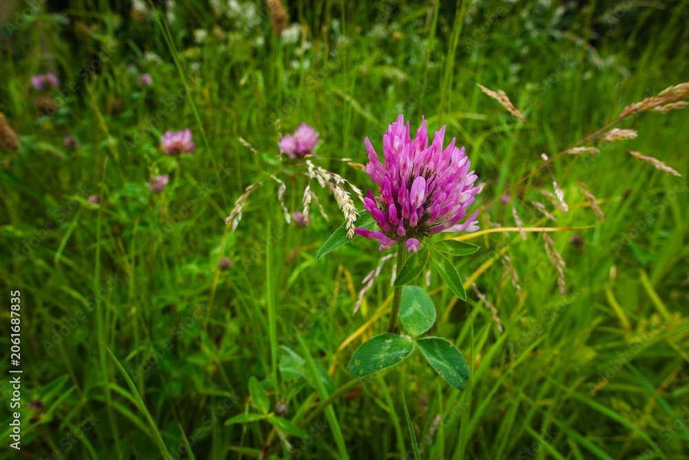 Fototapeta premium Barnack, Cambridgeshire, England, UK - June 16 2026: Barnack Hills and Holes Nature Reserve - Close up of a red clover or Trifolium pratense wildflower in the Barnack meadow