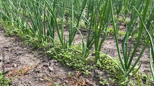 Green spring onion plants growing in garden bed rows outside