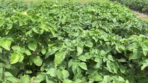 Green potato plants growing on agricultural field potato plantation