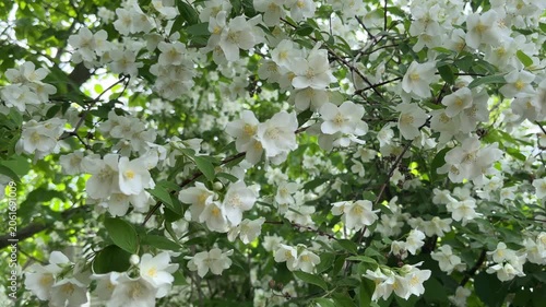 Beautiful blooming jasmine bush with white flowers and green leaves