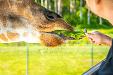 Zoo visitors feeding a giraffe from raised platform