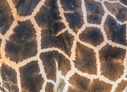 Canvas-taulu Detail of the skin on an African giraffe
