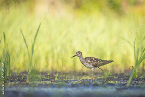 A high-quality, wide-angle wildlife photograph of an adult Wood Sandpiper (Tringa glareola) foraging in its natural environment. 