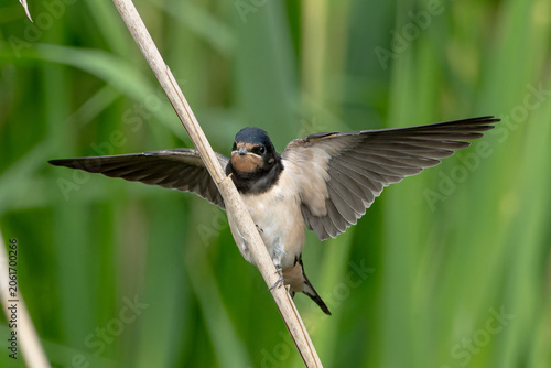 Konstfotografi Barn swallow fledgling stretching both wings wide open on a reed