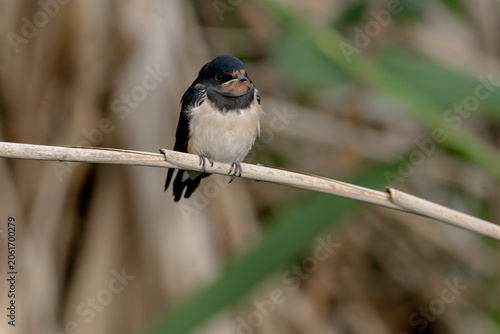 Obraz na plátne Fluffy barn swallow fledgling sitting on a dry reed stem