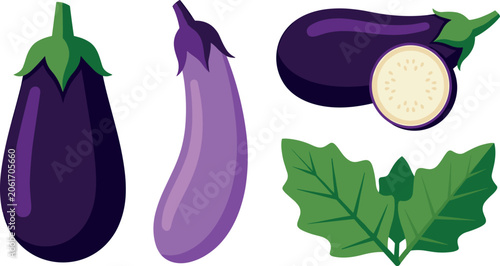 Photos Fresh Purple Eggplant Aubergine Vector Illustration Set with Long Brinjal, Cross