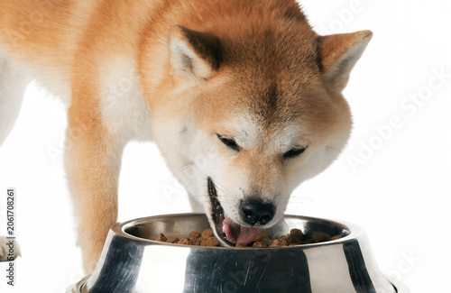Happy shiba inu eating dry dog food from shiny stainless steel bowl, isolated on white background, realistic fur texture, studio lighting, clean commercial advertising style