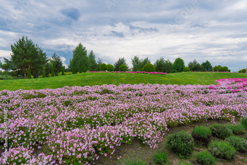 Blooming pink petunia flowers in a public park with green lawns and trees under a dramatic cloudy sky, beautiful landscape design in summer season