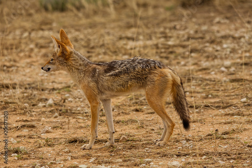 Alert Black backed Jackal in the Kgalagadi Transfrontier Park 17260