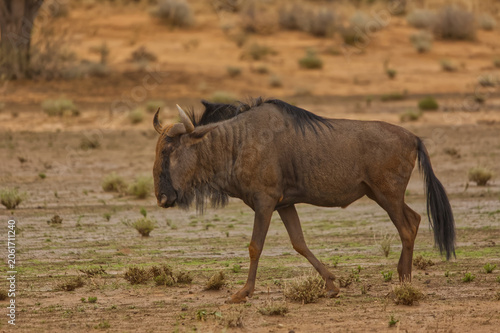 Blue Wildebeest walking in the dry riverbed of the Nossob River in the Kgalagadi Transfrontier Park 17258