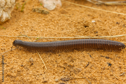 Giant African Millipede on Orange Kalahari Desert Sand 17280