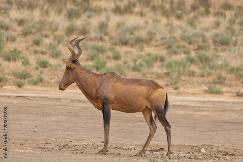 Red Hartebeest in the Dry Nossob Riverbed Kgalagadi Transfrontier Park 17288