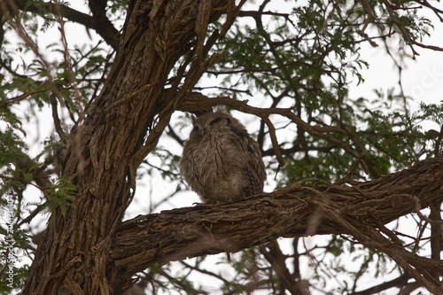 Young Verreaux Eagle Owl Owlet Perched in a thorn tree in the Kgalagadi Transfrontier Park 17283