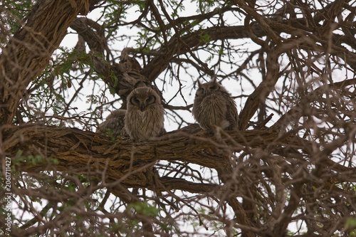 Young Verreaux Eagle Owl Owlets Perched in a thorn tree 17284