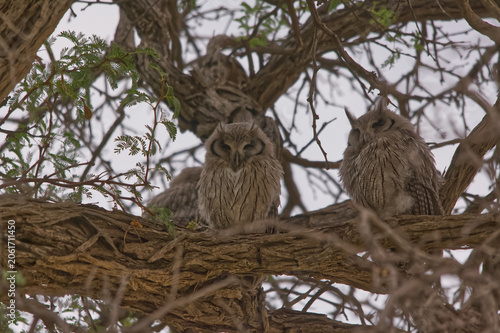 Young Verreaux Eagle Owl Owlets Perched in a thorn tree in the Kgalagadi Transfrontier Park 17286