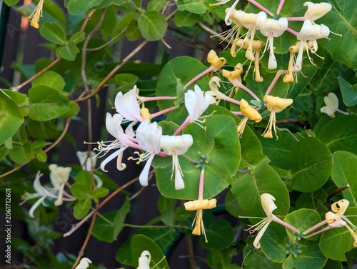 Honeysuckle climbing caprifolium in the garden as a natural background.