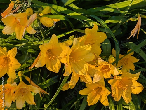 Large yellow daylily blooms among sharp leaves in summer sunlight.