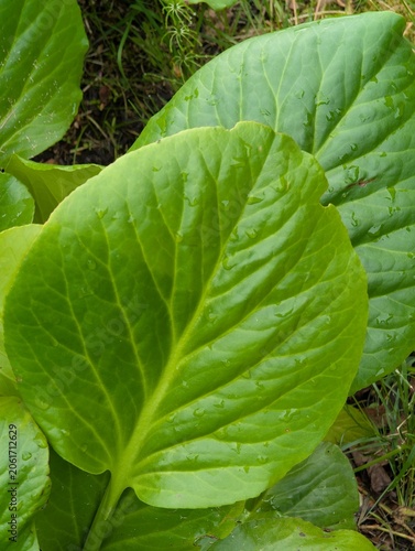 A large green bergenia leaf close-up with water droplets after rain.