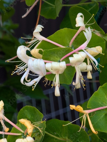 Honeysuckle climbing caprifolium, flower close-up.