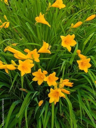 Vertical shot of a daylily bush with yellow flowers in a garden.