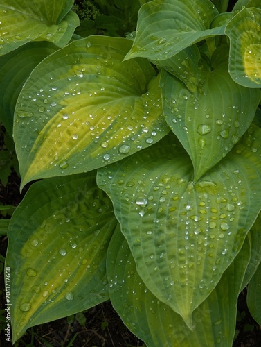The hosta is green with yellow spots and water droplets on the leaves.