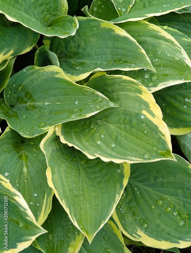 Hosta green with yellow border after rain.