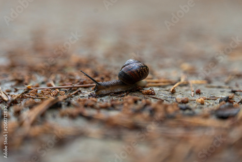 Macro shot of a land snail crawling on a forest path
