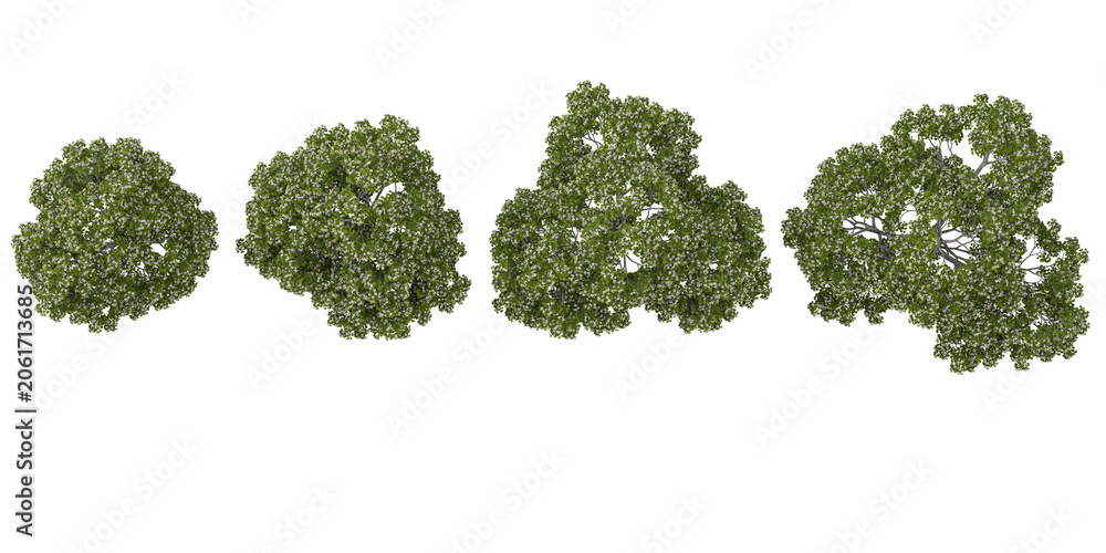 Fototapeta premium Collection of Catalpa plants on transparent background from the top view