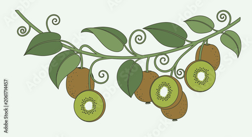 Detailed illustration of kiwi slices and seeds in monochrome on a stem