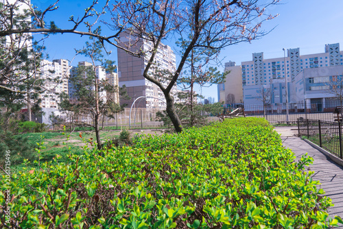 Fresh green bushes and blossoming spring trees in a residential area courtyard with multi story apartment buildings under a clear blue sky