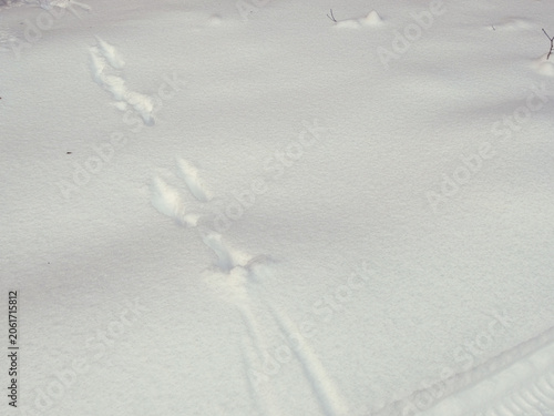 Photography Traces of fox, little beast in the snow