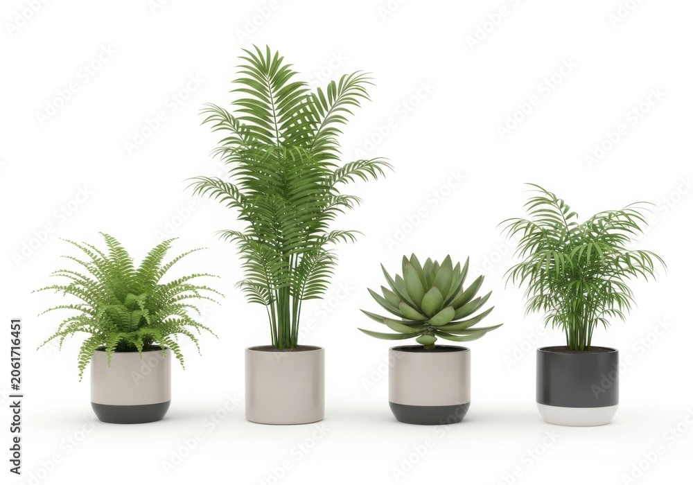 Fototapeta premium Four green indoor fern plants in square pots on a shelf isolated on white background
