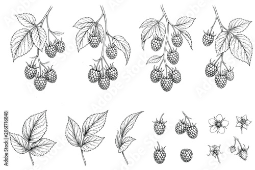 Botanical black-and-white illustration of raspberry plants and leaves showcasing detailed botanical linework for educational and scientific design