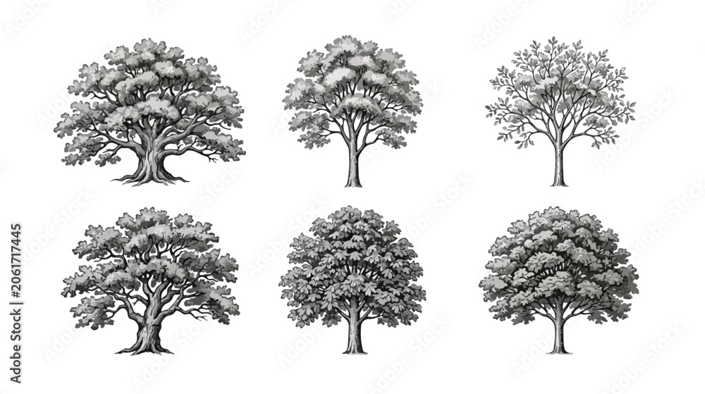 Fototapeta premium Vintage oak tree sketches, set of 6 hand drawn deciduous trees, black and white engraved forest botanical vector illustrations for landscape design