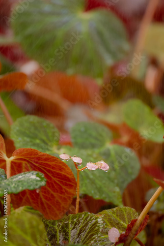 ain Drops on Pink Begonia Flowers with Colorful Leaves in Tropical Garden