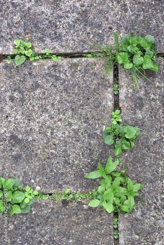 Garden weeds around patio paving slabs in closeup