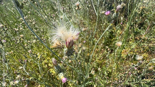 Fotografija Beautiful Centaurea iberica knapweed seed head fluffy pappus blooming in a sunny field