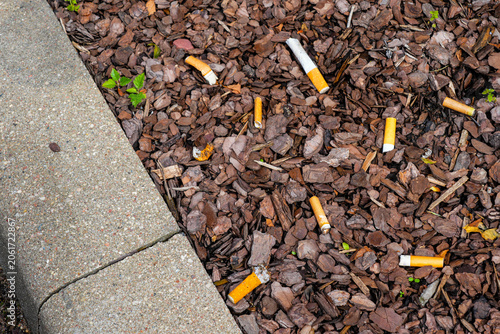 Fotografija Discarded cigarette butts scattered in mulch beside sidewalk highlighting urban