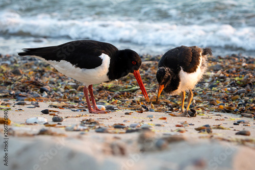 Foto An oystercatcher teaches its chick how to find food on the Baltic Sea at sunrise