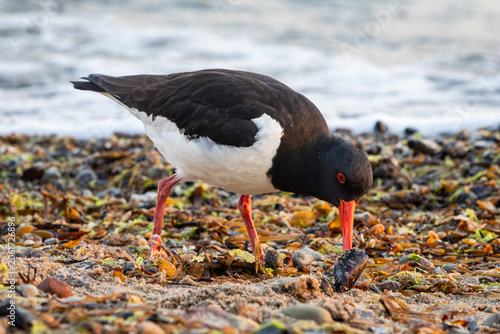 Cuadro en lienzo A Eurasian oystercatcher searching for food early in the morning on a colorful b
